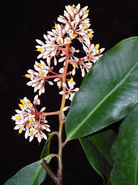 ardidisia